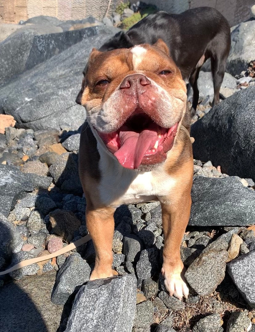 Our First Sanctuary Pup on the Acreage!