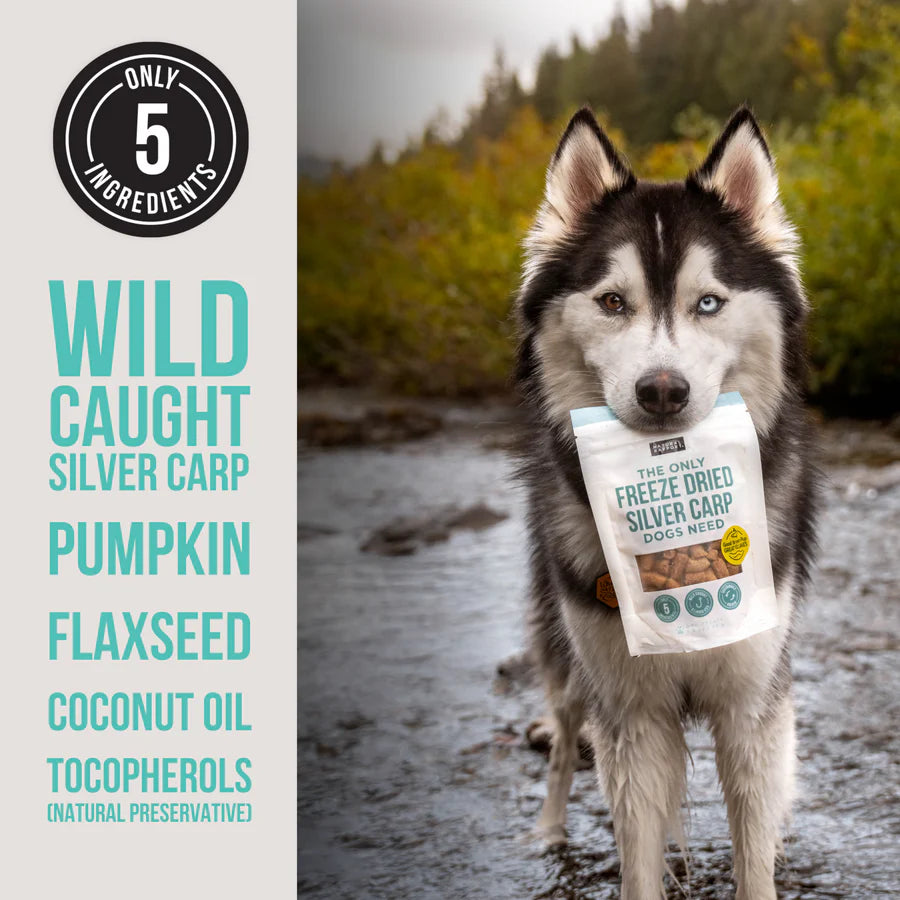 Freeze Dried Silver Carp